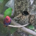 316-5130 San Diego Zoo - Eclectus Parrots
